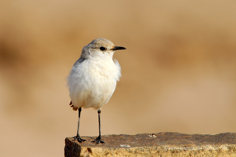 Petit oiseau du désert