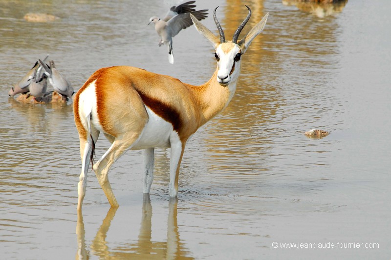 Springbok à la mare