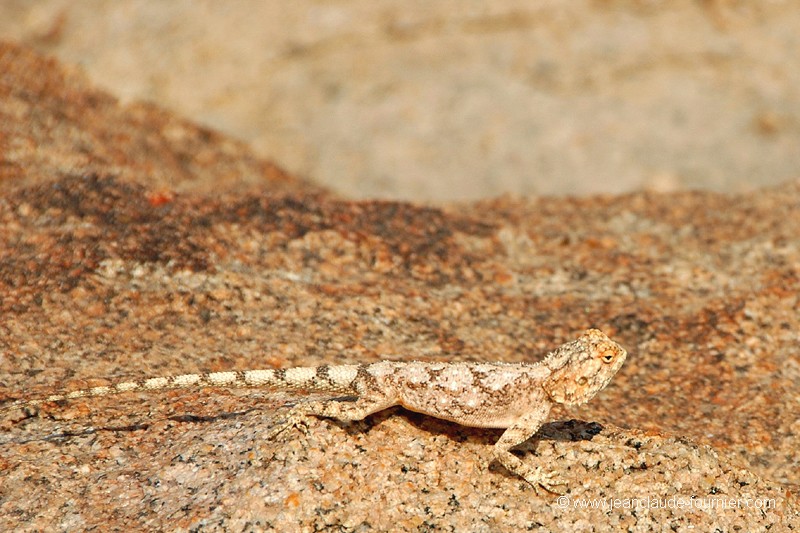 Le Lézard des dunes