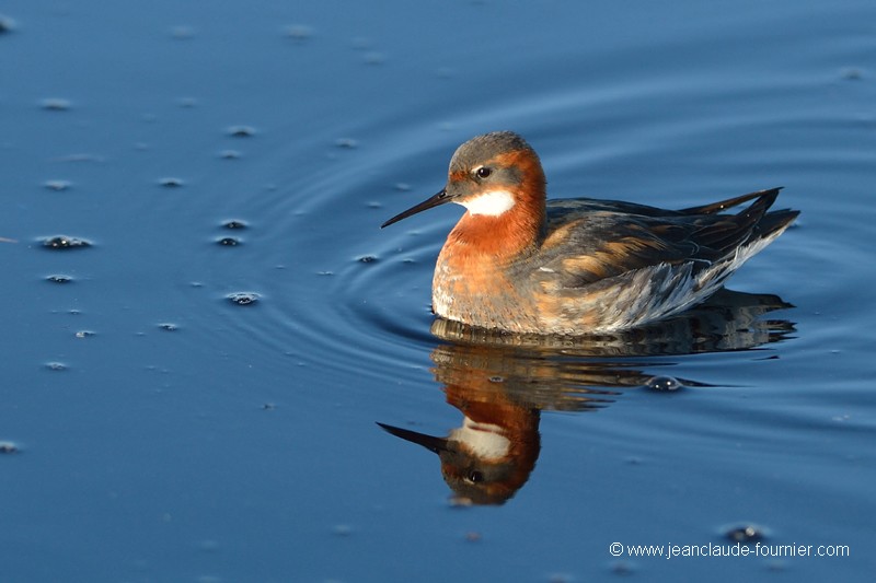 Phalarope à bec étroit