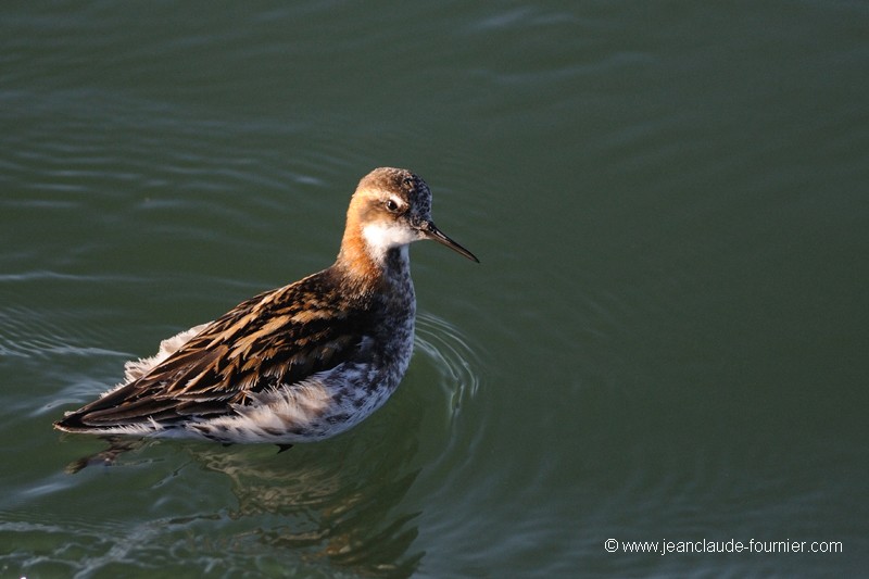 Phalarope à bec étroit