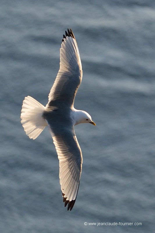 Mouette tridactyle