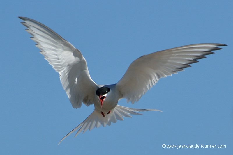 L'oiseau protecteur