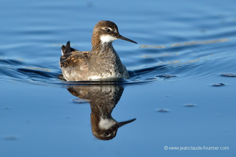 Phalarope à bec étroit