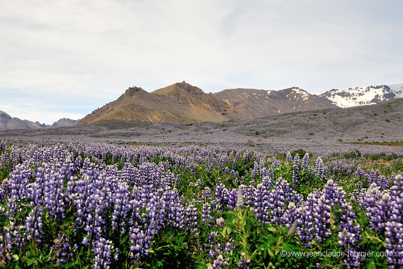 Champs de lupins