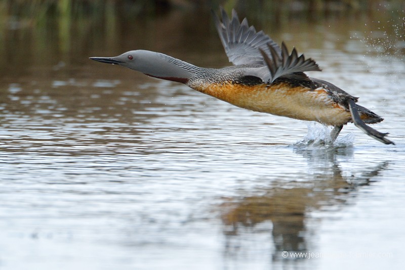 La marche sur l'eau