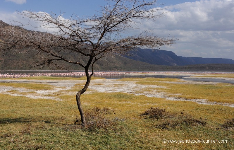 Le lac Bogoria