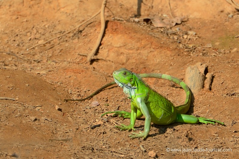 Iguane vert juvénile