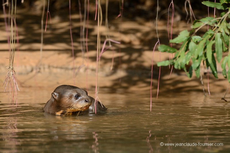 Bébé Loutre