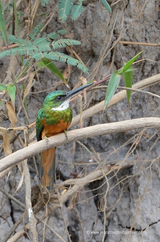 Jacamar à queue rousse
