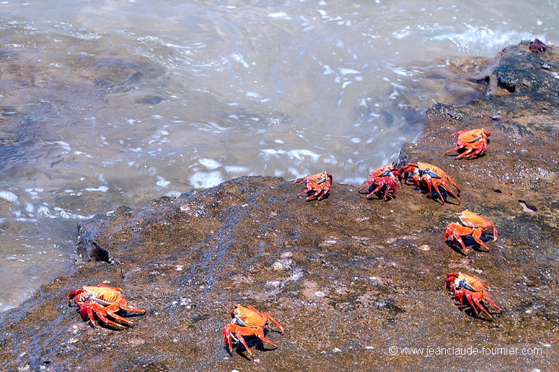 Les crabes rouges des Galapagos