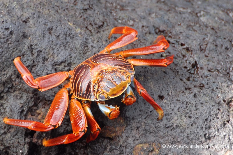 Crabe Zayapa