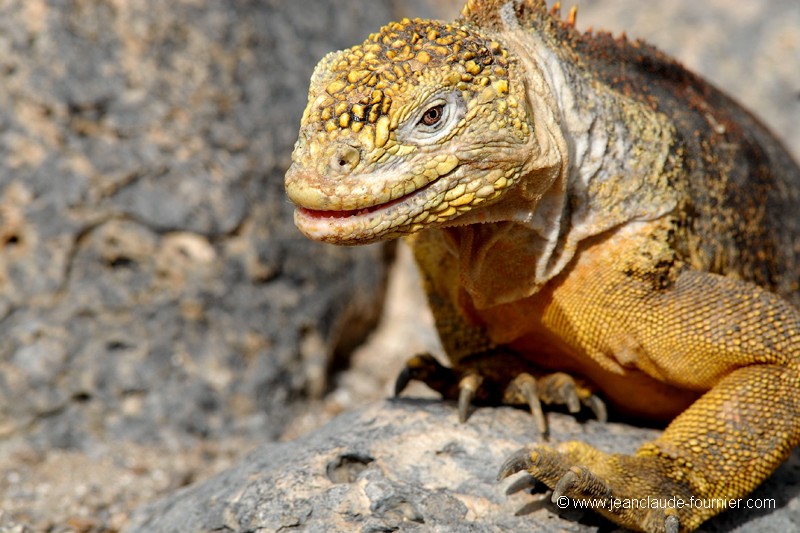Iguane terrestre