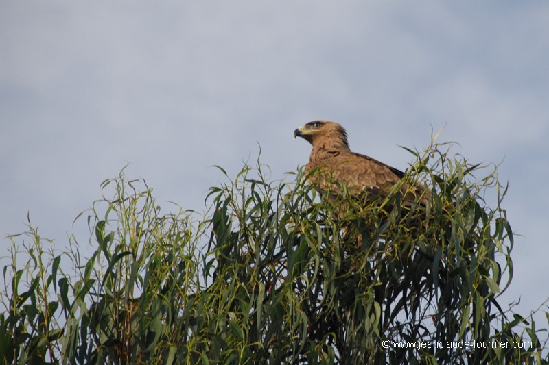Aigle ravisseur