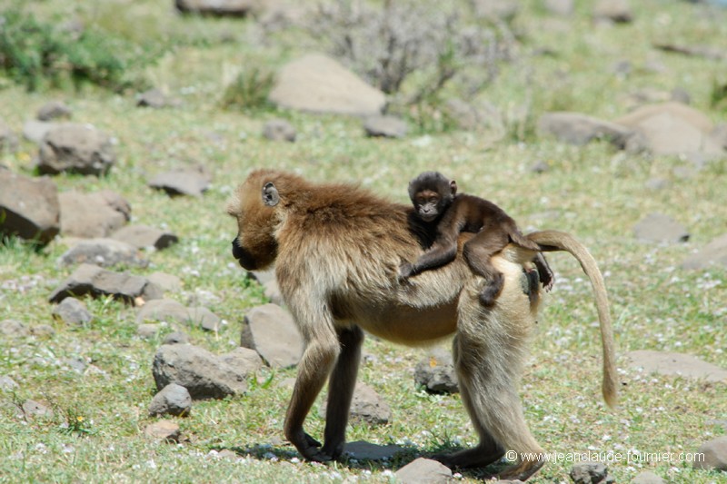 Gélada femelle et son petit