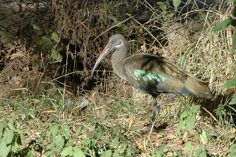 Ibis hagedash