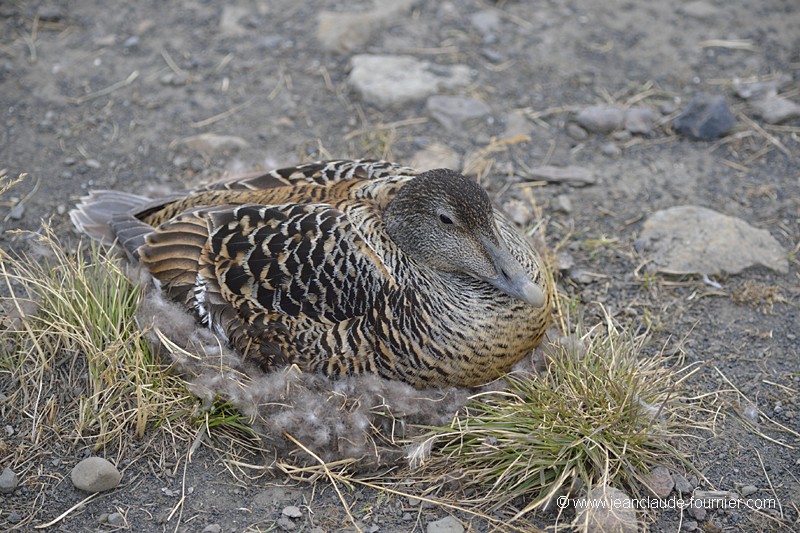 Eider à duvet femelle