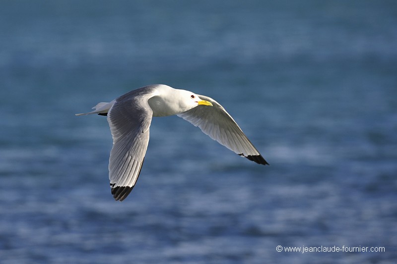 Mouette tridactyle