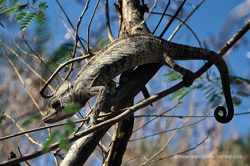 Caméléon