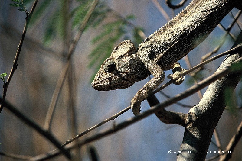 Caméléon