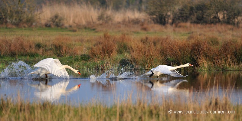 Cygnes querelleurs