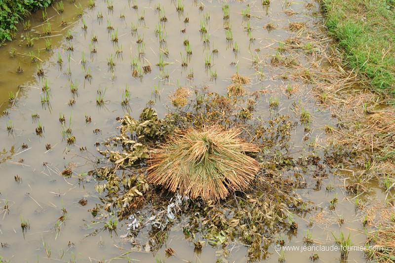 Piège à poissons