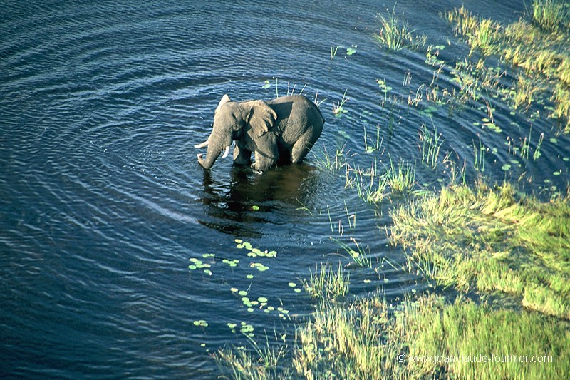 Eléphant du delta