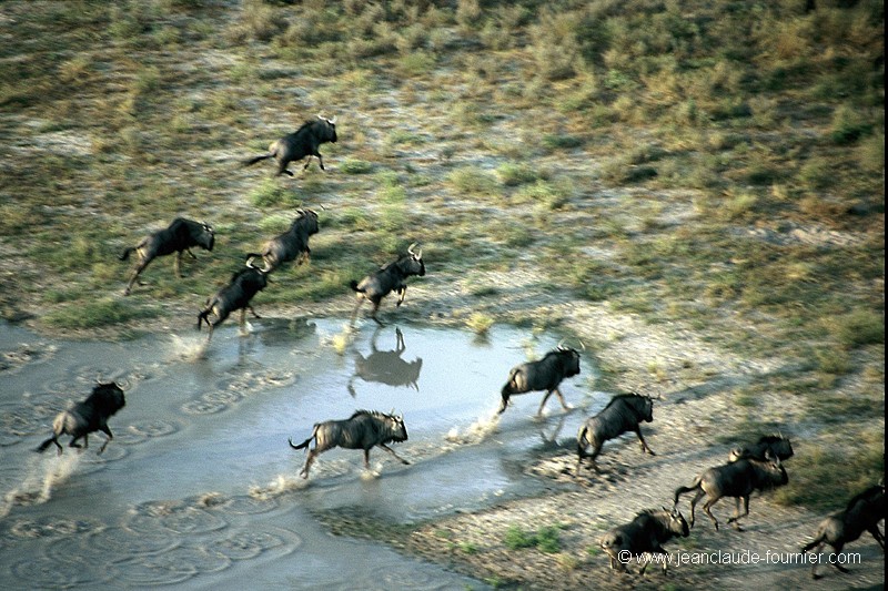 La course des Gnous