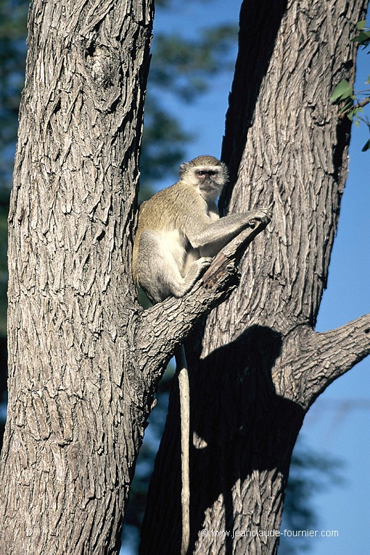 Vervet aux aguets