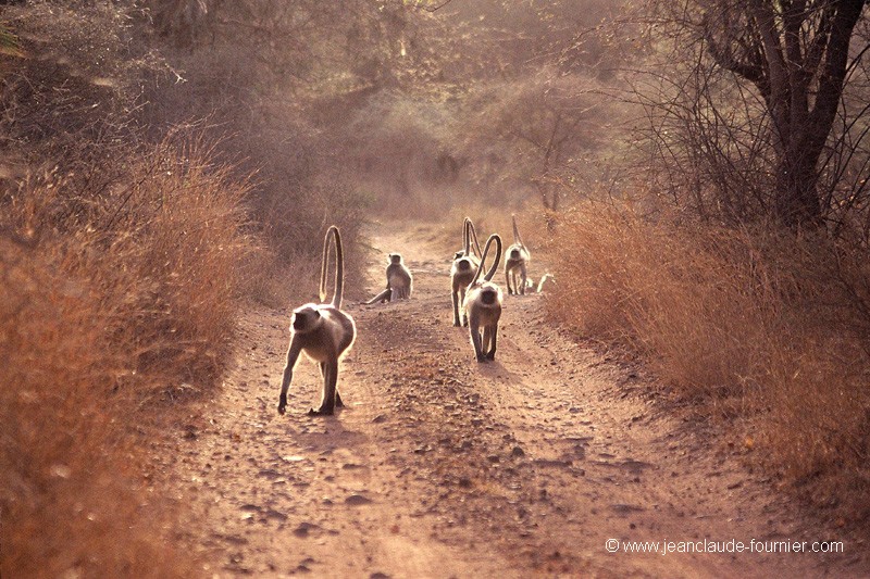 Langurs