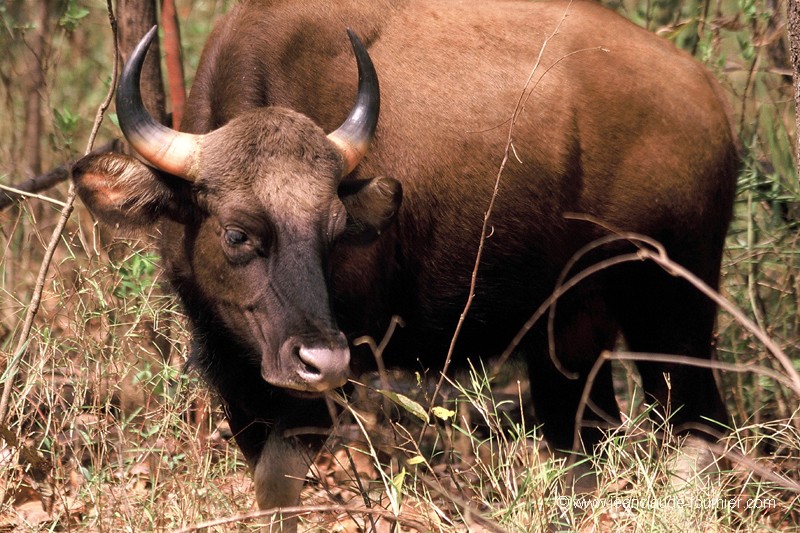 Gaur ou Bison indien