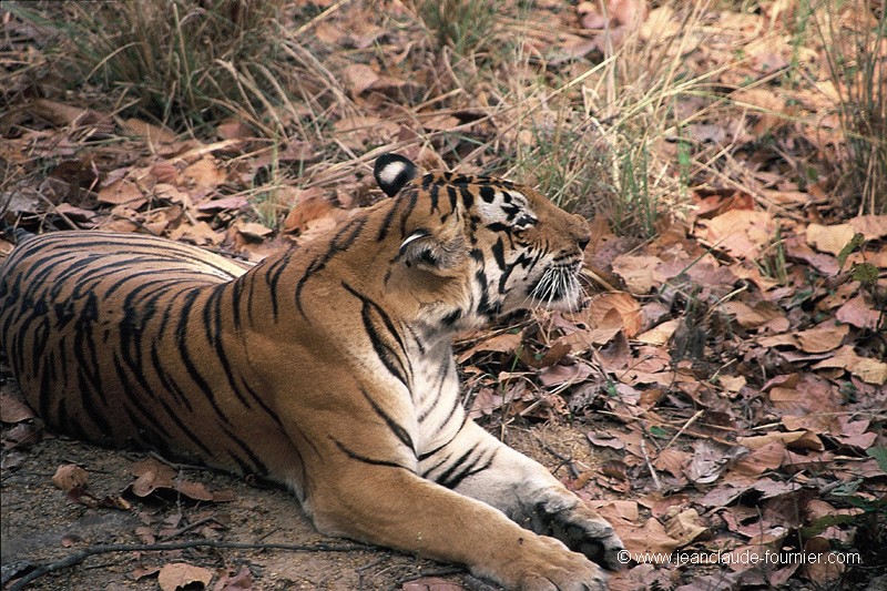 Tigre à l'ombre