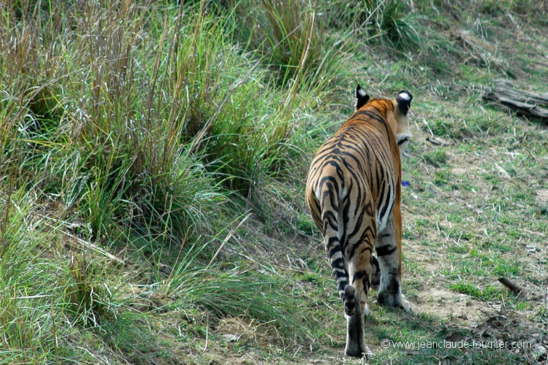 La piste du tigre