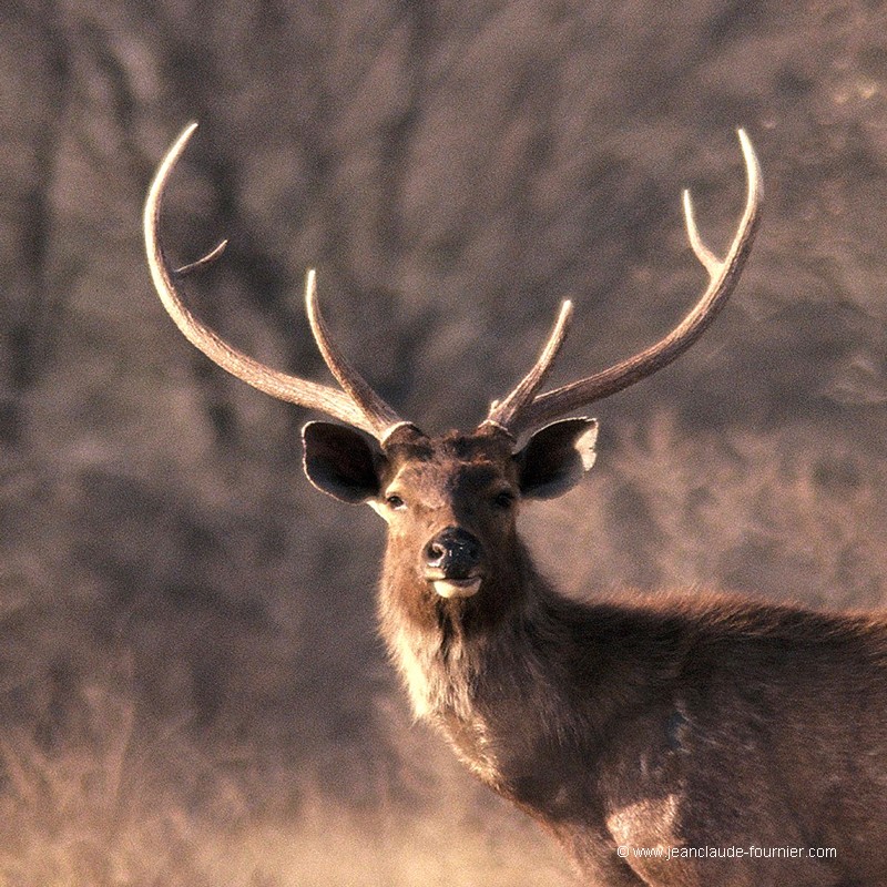 Cerf sambar