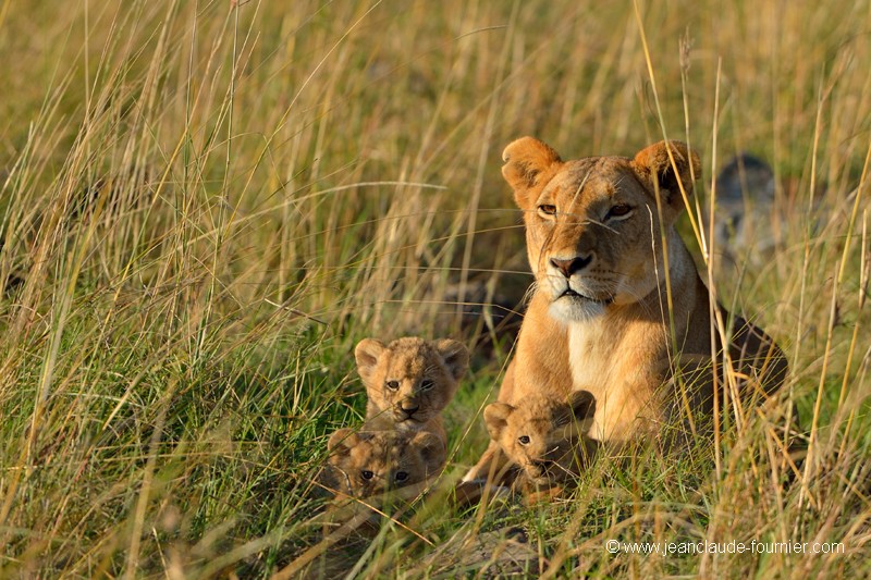 La lionne et ses petits