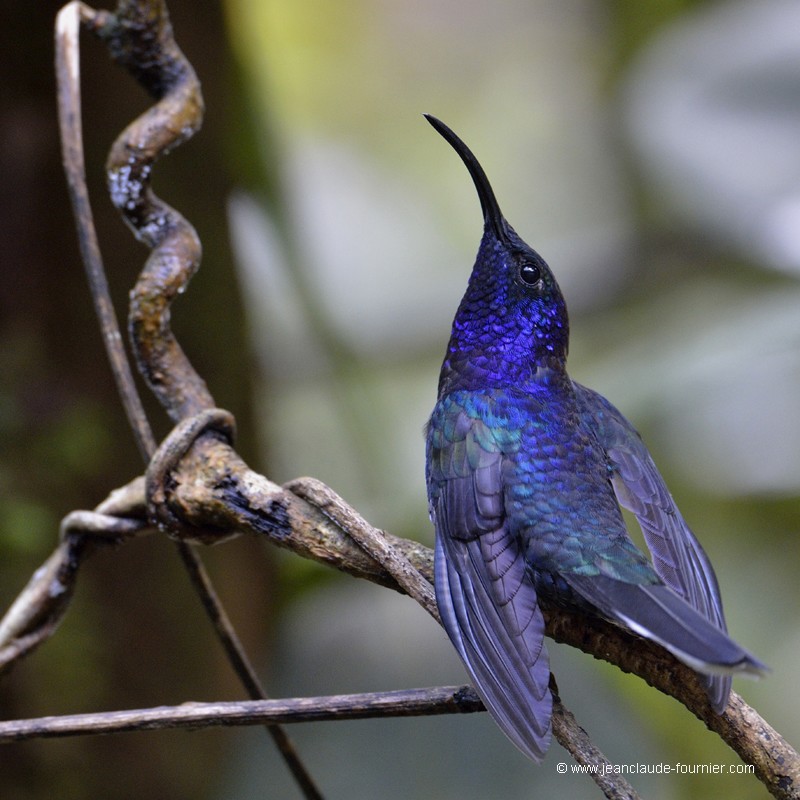 Colibri Jacobin à cou blanc mâle