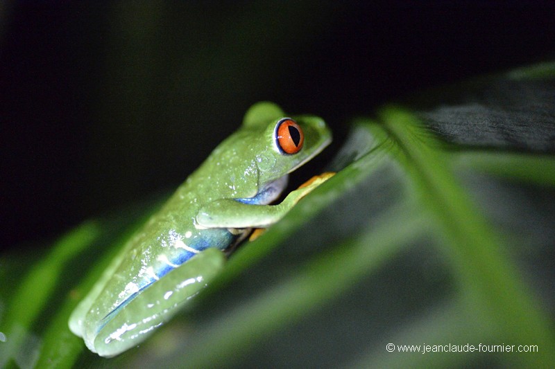 Grenouille d'arbre aux yeux rouges