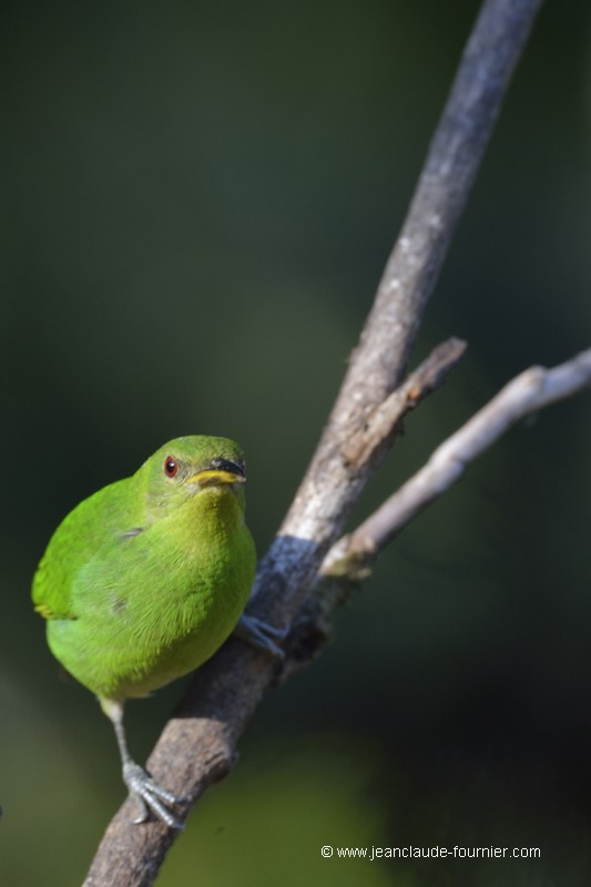 Grièche-viréo vert