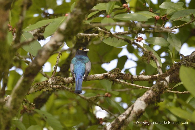 Trogon à lunettes jaunes