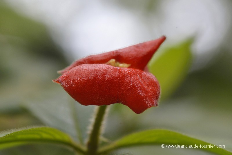 La plante à bisous