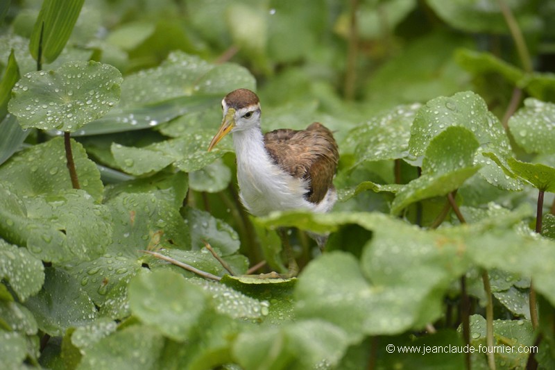 Jacana du Mexique juvénile