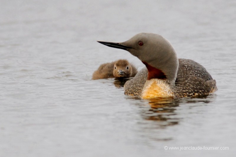 Plongeon catmarin et son petit