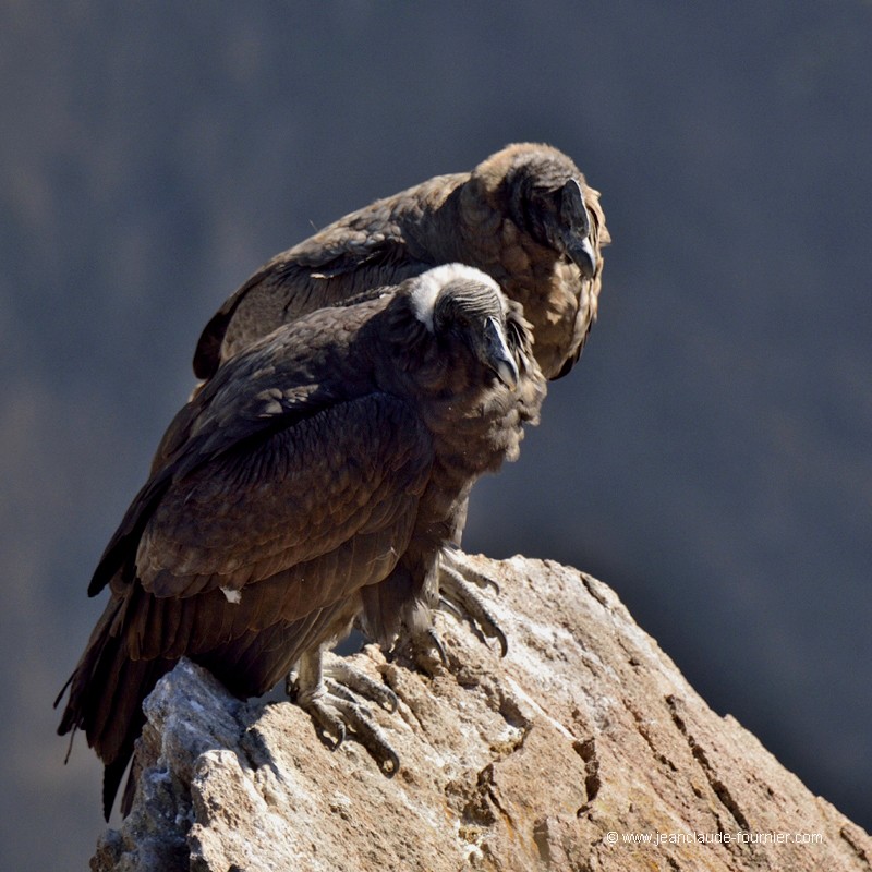 Couple de Condors