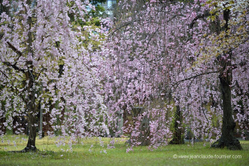Un rideau de fleurs