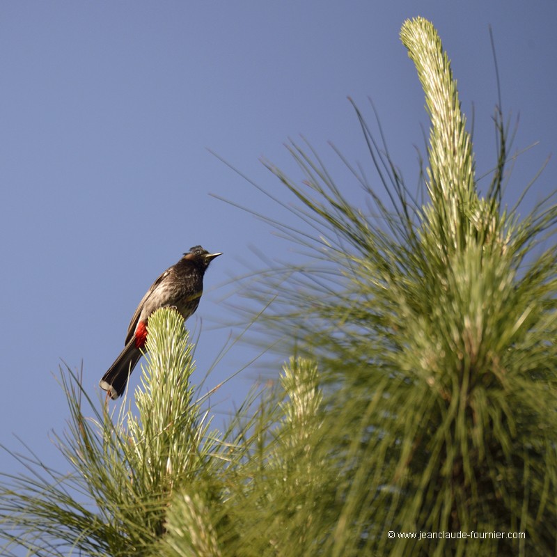 Bulbul à ventre rouge