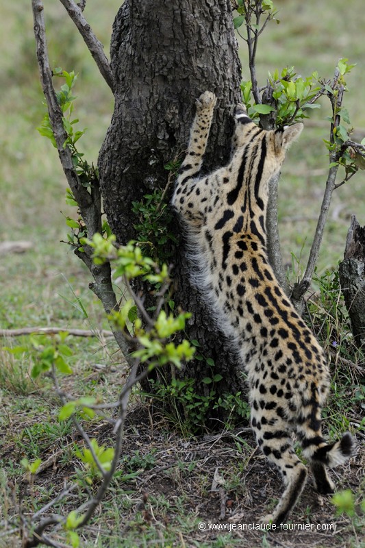 Serval affûtant ses griffes