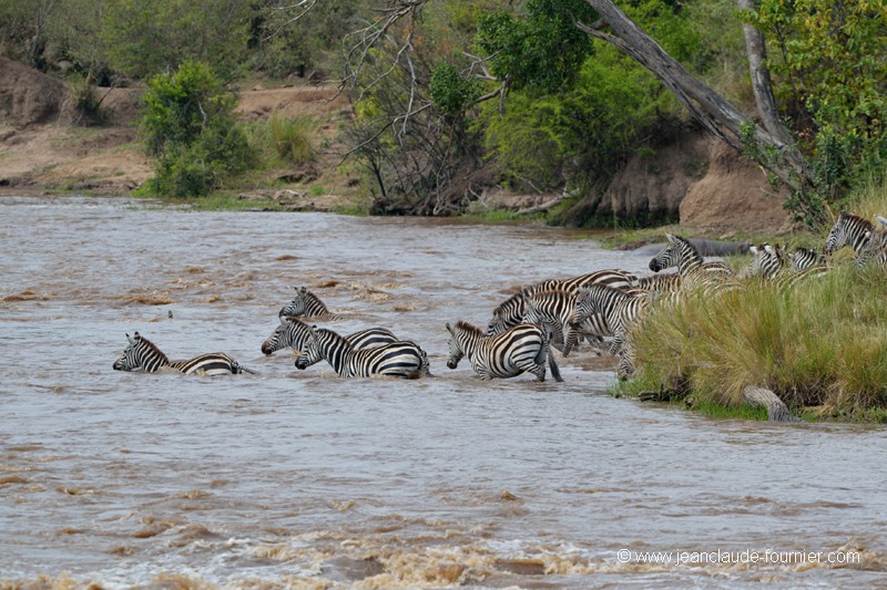Crossing de zèbres