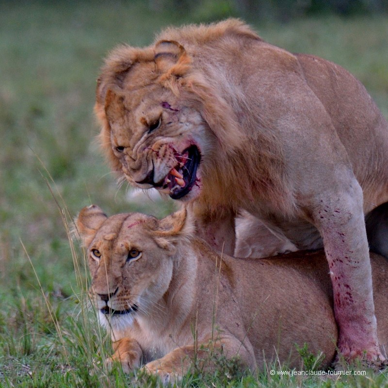 Accouplement de lions