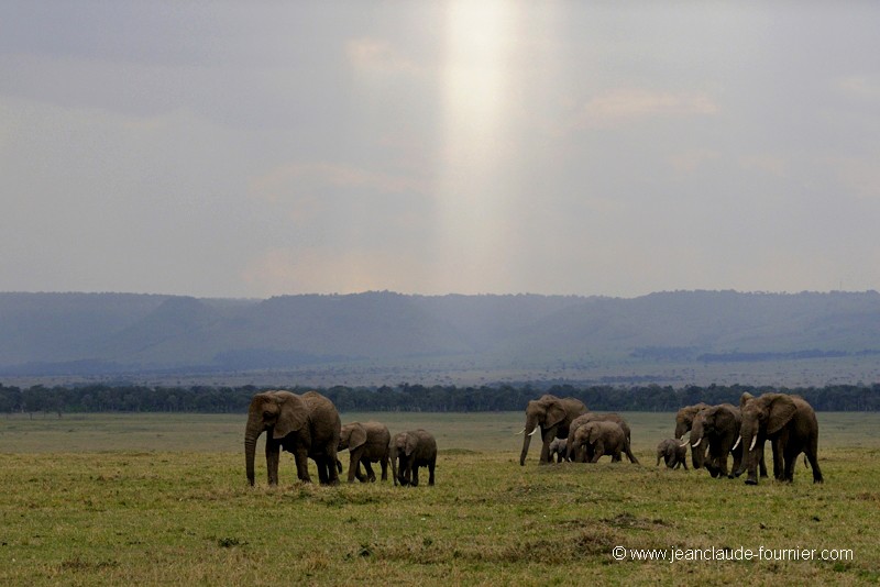 Eblouissante savane