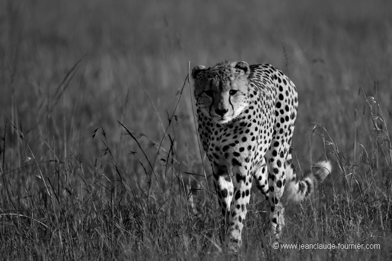 Le Guépard